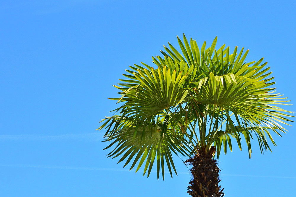 European Fan Palm