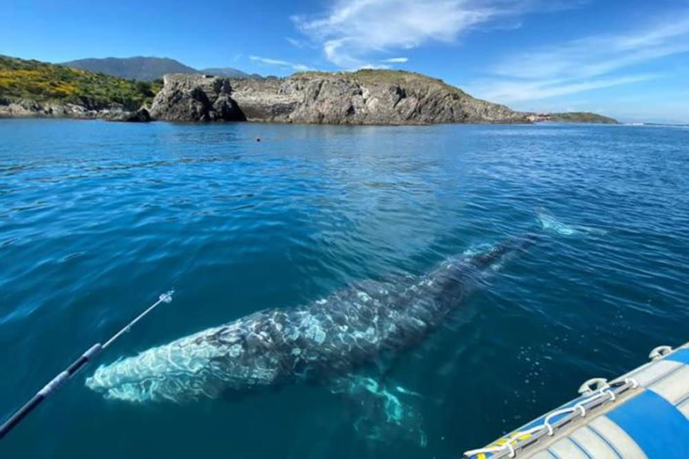 Grey whale off Naples