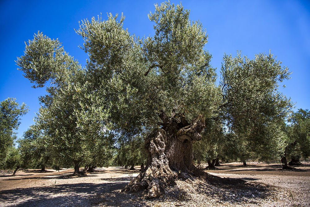 Italian olive tree