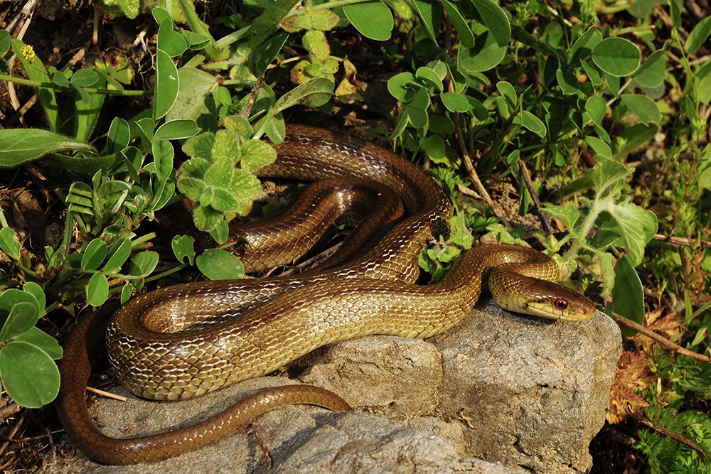 An Introduction to Italian Snakes