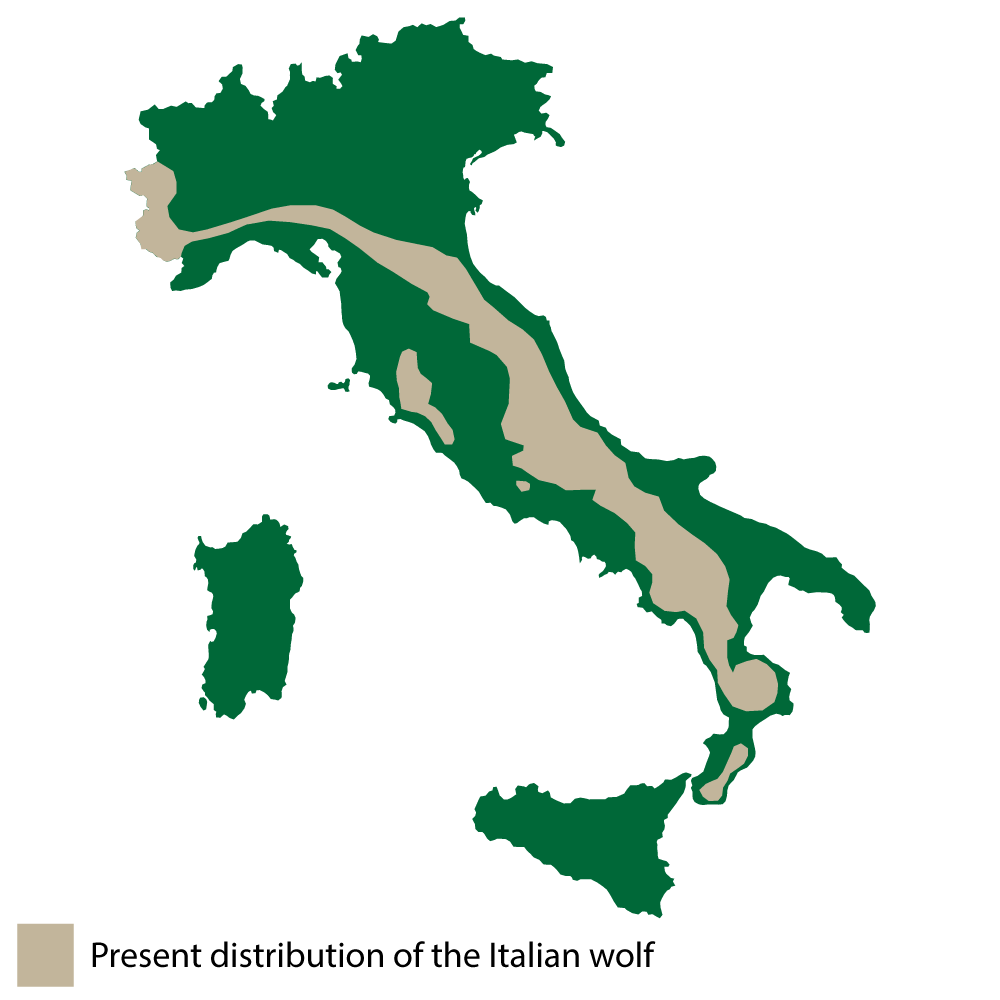 Wolf population distribution in Italy